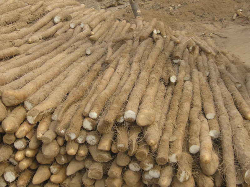 土壤養(yǎng)分檢測儀可輔助山藥種植