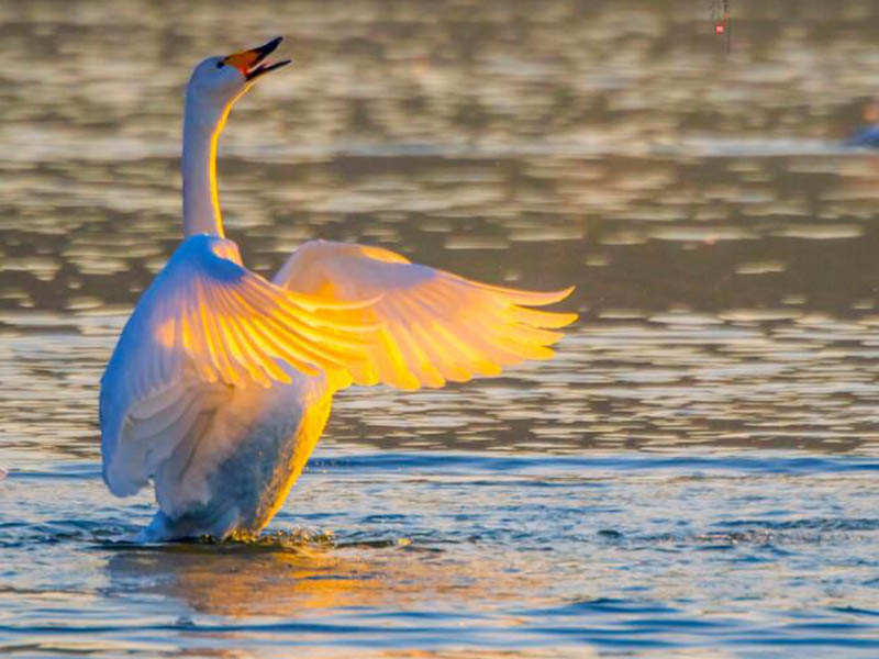 生物毒性測(cè)定儀測(cè)定原理