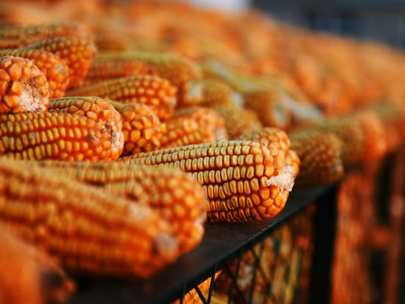 真菌毒素的定義與分類(食品真菌毒素檢測方法推薦)