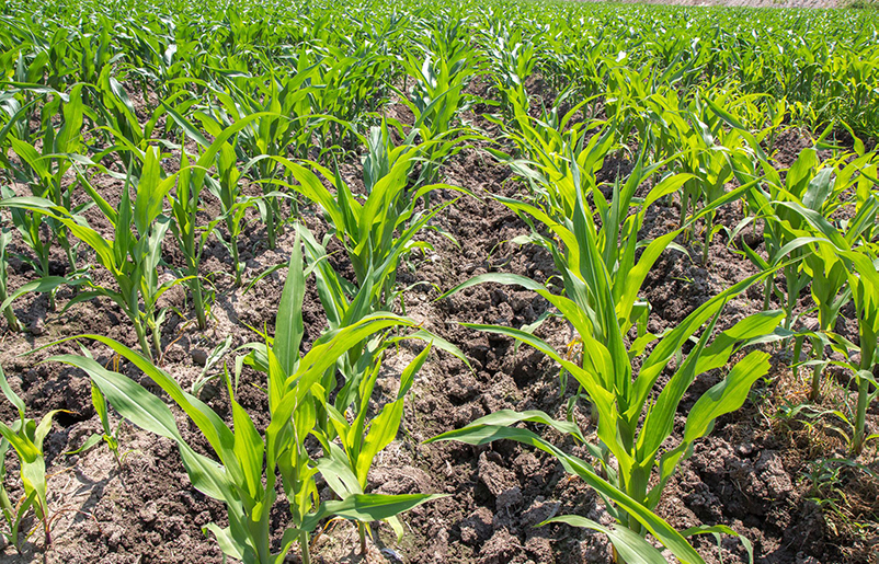 土壤養(yǎng)分快速檢測儀 土壤養(yǎng)分快速檢測儀