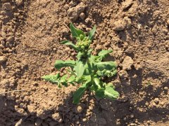 合理施肥土壤測(cè)試儀