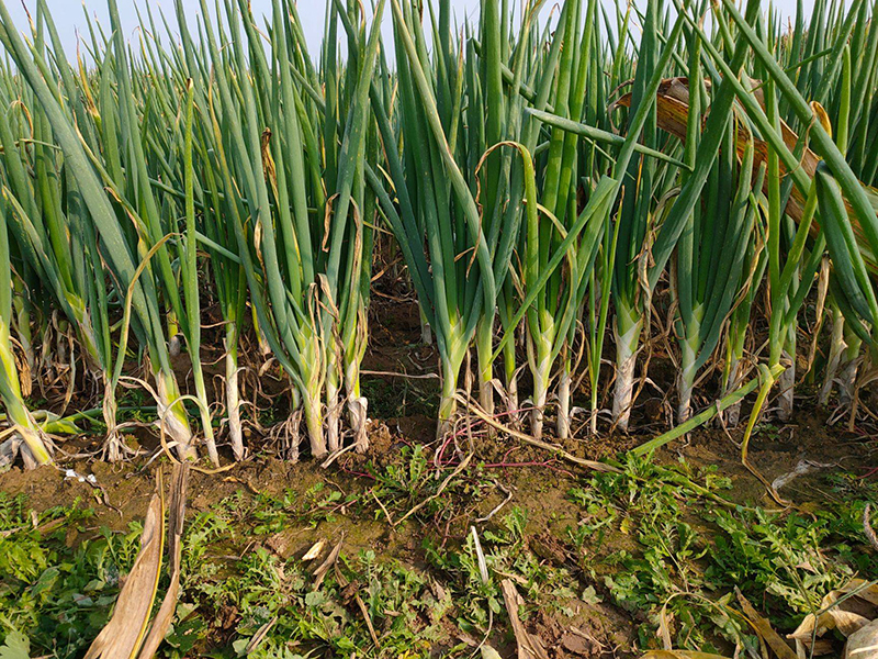 土壤測試儀 土壤測試儀