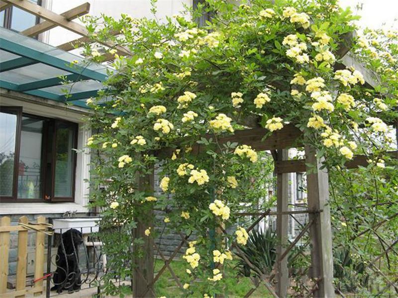 夏季在院子里種這種花，不僅好看還能驅(qū)蚊