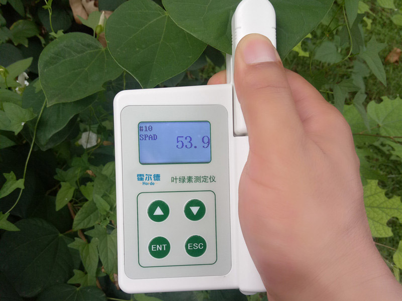 植物的葉綠素含量影響植物的生長 植物的葉綠素含量影響植物的生長