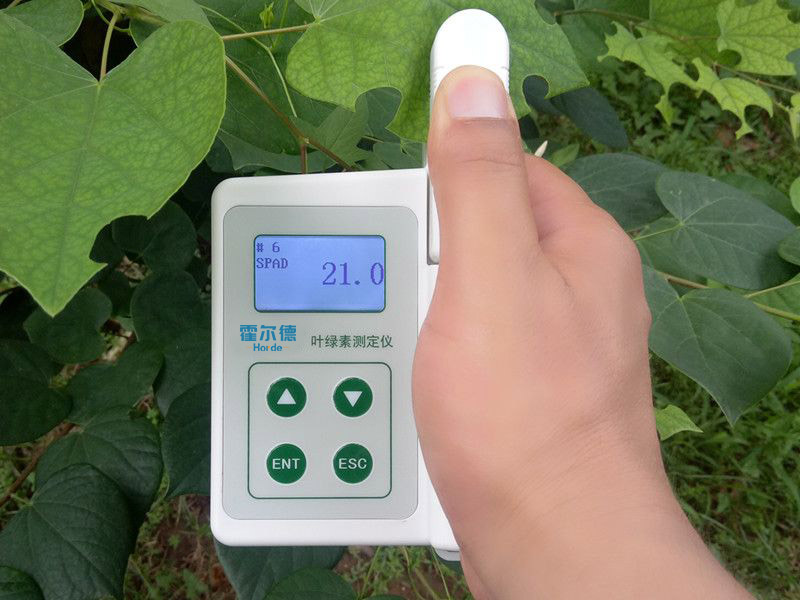 葉綠素含量會影響植物生長嗎 葉綠素含量會影響植物生長嗎